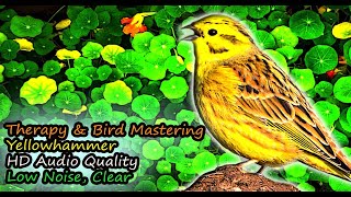 Yellowhammer Singing Emberiza citrinella HD Audio for Therapy amp Bird Mastering [upl. by Yenahc]