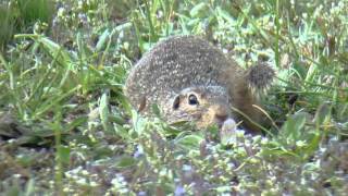 Suseł moręgowany Spermophilus citellus  European ground squirrel [upl. by Nida]