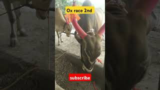 Ox Race 2nd bhojpuri song viralvideo newsong trending [upl. by Olim]