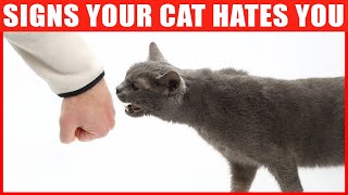 14 Signs Your Cat Hates You [upl. by Oirottiv171]