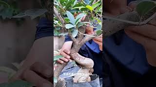 The Art of Patience A Beginners Guide to Growing a Chinese Bonsai Tree from Seed bonsaiideasnature [upl. by Soilisav]