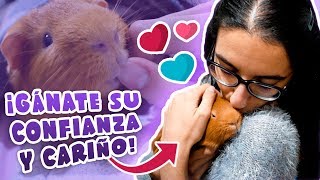 💗 GANARSE LA CONFIANZA Y CARIÑO DE LA COBAYA 🐹 6 consejos para que pierda el miedo y se acostumbre [upl. by Tiduj998]