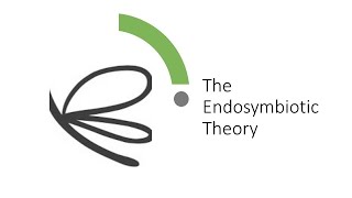 Evolution Endosymbiotic Theory [upl. by Meisel]