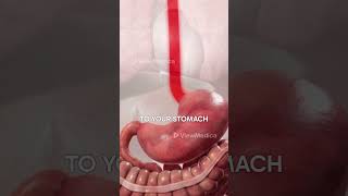 What is Barretts Esophagus 3D Animation [upl. by Einapets]