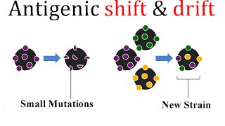 Antigenic shift and drift [upl. by Clarkin]