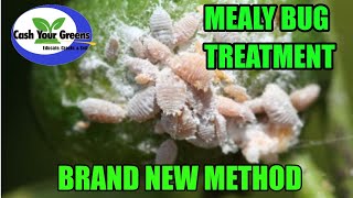 TREATING MEALYBUG INFESTATION  How to Get Rid of Mealybugs All Natural Method [upl. by Aniretac787]