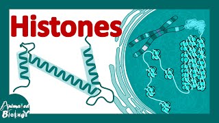 Histones  histones and nucleosomes  histone modification  structure of histones [upl. by Lrak460]