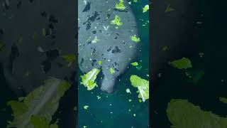 Manatee snuggles up with friend manatees cuteanimals seaworld zoolife protectedspecies fyp [upl. by Shaeffer]