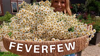 Feverfew HEALS WHAT Why We Grow It Healing Benefits How to Harvest amp How to Dry Garden How To [upl. by Branden]