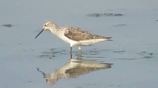 Common Greenshank Tringa nebularia  Budai Salt Pans Taiwan [upl. by Terti]