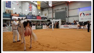 UK Dairy ExpoHolstein Milking Yearling ClassGreyridge Fitz GeorgetteJudge  Molly Sloan USA [upl. by Eamanna124]