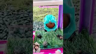 CAPIT TELUR ISI CAPUNG deisheanddorie animals pets [upl. by Fenny179]