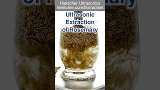 Rosemary Extraction Using an Ultrasonic Homogenizer UP400St ultrasonic extraction sonicator [upl. by Rus]