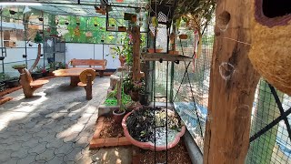 We Build a New Aviary and A Water Fountain in Garden  Beautiful Open Garden Birds Aviary in Home [upl. by Bluhm]