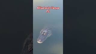 Alligator  Florida [upl. by Alpheus]