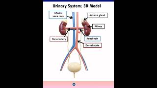 Anatomy and Physiology of Urinary System  Excretory Products And Their Elimination  PGT BIOLOGY [upl. by Coltson546]