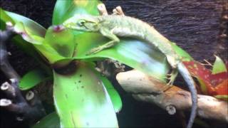 Large Vivarium with Mints and Monkey Tail Anoles [upl. by Moody972]