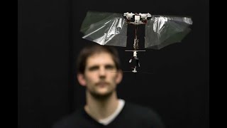 Watch this robotic fruit fly swoop dive and perform impressive flips [upl. by Keeler]