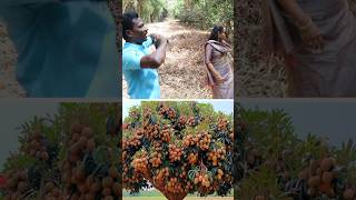 இதுக்குதான் வெட்டுறாங்களா pruning kavaathu [upl. by Asaert383]