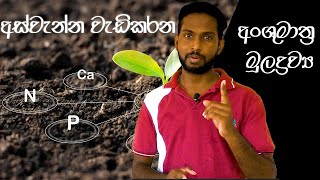 අස්වැන්න වැඩි කරන Micro nutrition [upl. by Walther690]