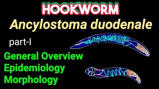 Hookworm Ancylostoma duodenale  General Overview Epidemiology Morphology​  AM Biologie Notes [upl. by Sitnik]