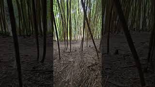 Bamboo 4 nature naturelovers bamboo [upl. by Fogarty]