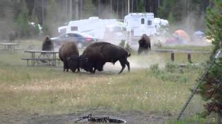 Combat Bison camping Yellowstone Aout 2010 [upl. by Jehanna]