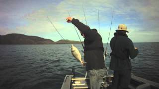 Wellington winter fishing  New Zealand [upl. by Rosemare]