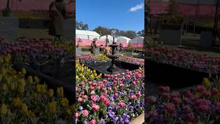 Floriade Spring Festival 2024 canberra [upl. by Anurb]