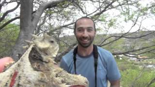 Giant horned lizard Phrynosoma asio [upl. by Blim708]