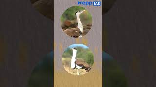 The Great Indian Bustard A Majestic Bird on the Brink of Extinction  upsc currentaffairs [upl. by Solly143]