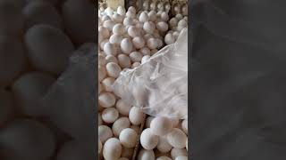 Fresh Eggs shortvideo satisfying fresheggs viralshortsvideo fylシ [upl. by Ruosnam747]