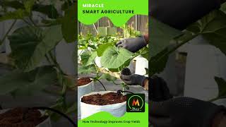 Smart Agriculture Sri Lanka [upl. by Colwin893]