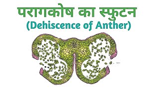 पराग कोष का स्फुटन Dehiscence of Anther ch1 Class 12 Hindi Medium [upl. by Hamfurd443]