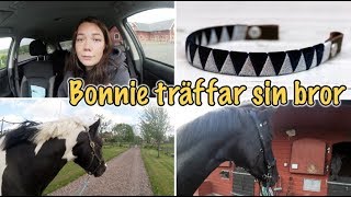 Stallvlogg  Gör egna pannband [upl. by Dadelos]