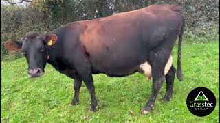 MarchApril Calving HF Cross Cows  UK [upl. by Sessler717]