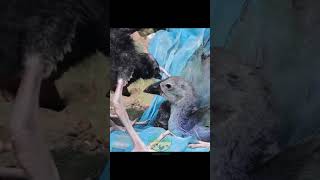 কালিম পাখি কি কি খায় viral highlights দেশি fancy কালিম kalimpakhi কালিমপাখি birdlovers [upl. by Salvay503]