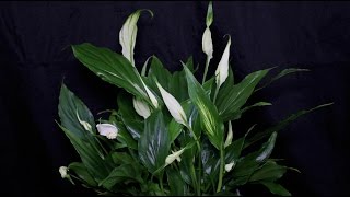 Spathiphyllum wallisii  Einblatt Peace Lily [upl. by Hirschfeld]