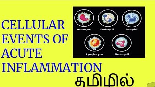 Ceellular events of Acute Inflammation in Tamil [upl. by Maher]