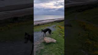 Scottish deerhound enjoying beautiful Scotland 🏴󠁧󠁢󠁳󠁣󠁴󠁿 [upl. by Adilem]