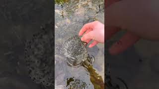 Frog eggs collected from drying pond [upl. by Rape126]