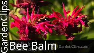 Bee Balm  Monarda didyma  How to grow Bee Balm [upl. by Ainav704]