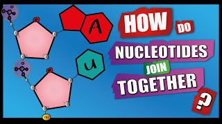 How Do Nucleotides Join Together  A Level Biology  Phosphodiester Bonds  Condensation reactions [upl. by Aicilanna]