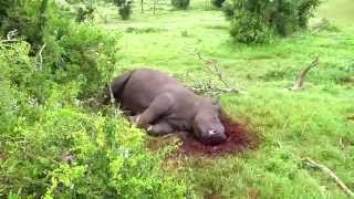 Brutal poaching of Kariega Game Reserve rhinos  Thandi and Themba [upl. by Pinsky]