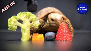 ASMR Mukbang Eating Food 🐢 Turtle Tortoise 83 [upl. by Zucker728]