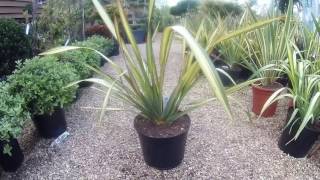 Phormium Apricot Queen at Big Plant Nursery in West Sussex UK [upl. by Ecitsuj]