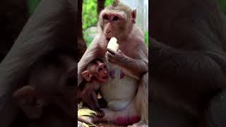 Wildlife Expert Shares Adorable Rhesus Macaque Moment [upl. by Bekha]