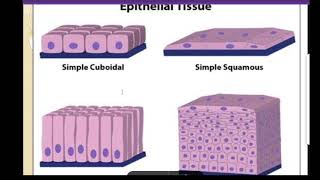 class 9 epithelial tissue [upl. by Eca]