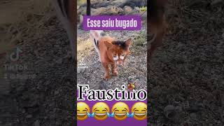 Quando jogo tá no Beta kkk shortvideo youtubeshorts trending pets comedia foryou [upl. by Maurise]