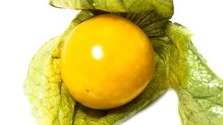 Physalis Cape Gooseberry Timelapse [upl. by Dalston]